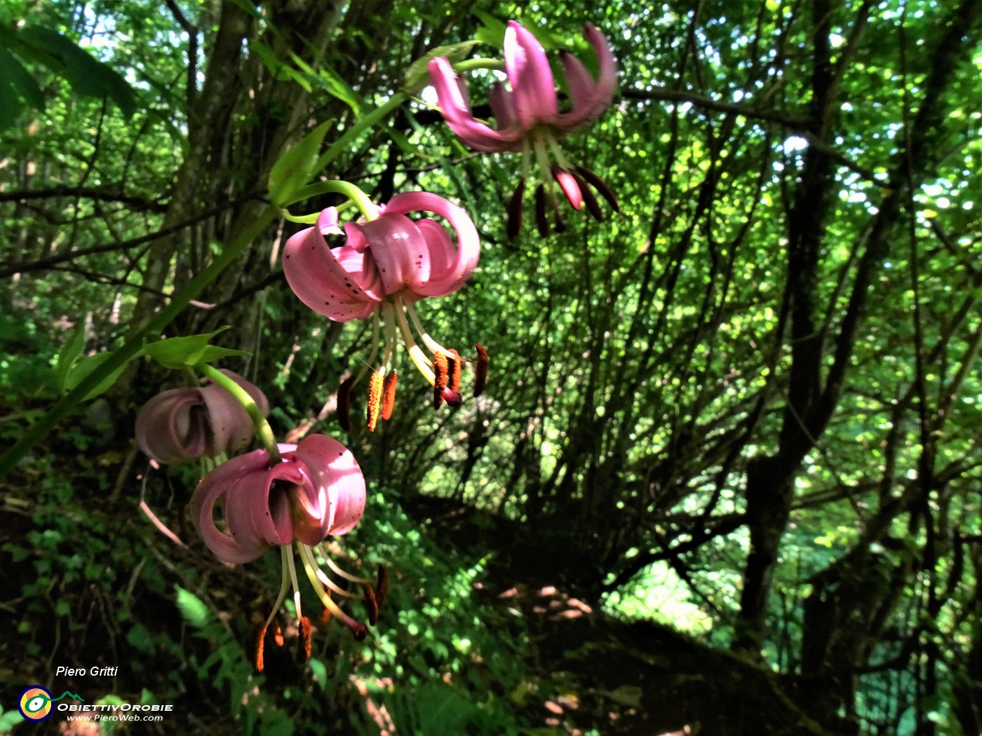 31 Lilium martagon (Giglio martagone).JPG